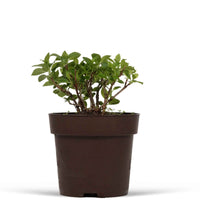 Hydrangea paniculata 'switch ophelia'® - Rispenhortensie 'Switch Ophelia'® - Rispenhortensie