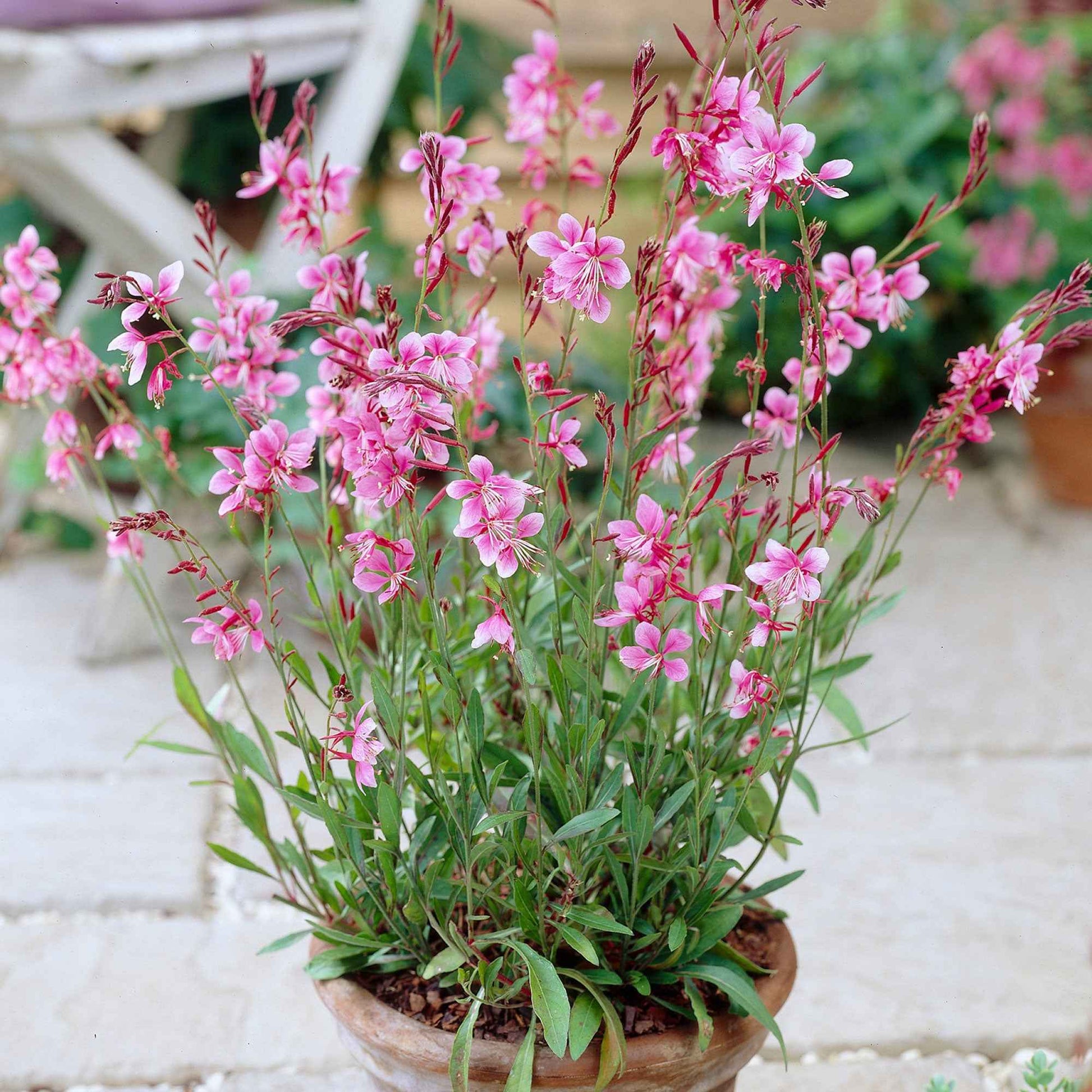 Lindheimers Prachtkerze 'Siskiyou Pink' - Bakker