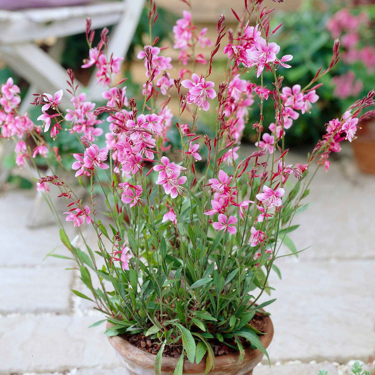 Lindheimers Prachtkerze 'Siskiyou Pink' - Bakker