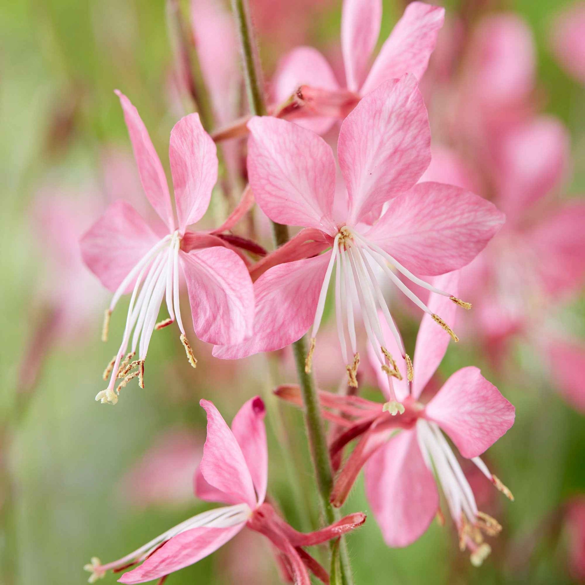 Lindheimers Prachtkerze 'Siskiyou Pink' - Gaura lindheimeri siskiyou pink - Bakker
