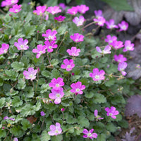 Erodium variabile Bishop's Form - Reiherschnabel 'Bishop's Form' - Stauden