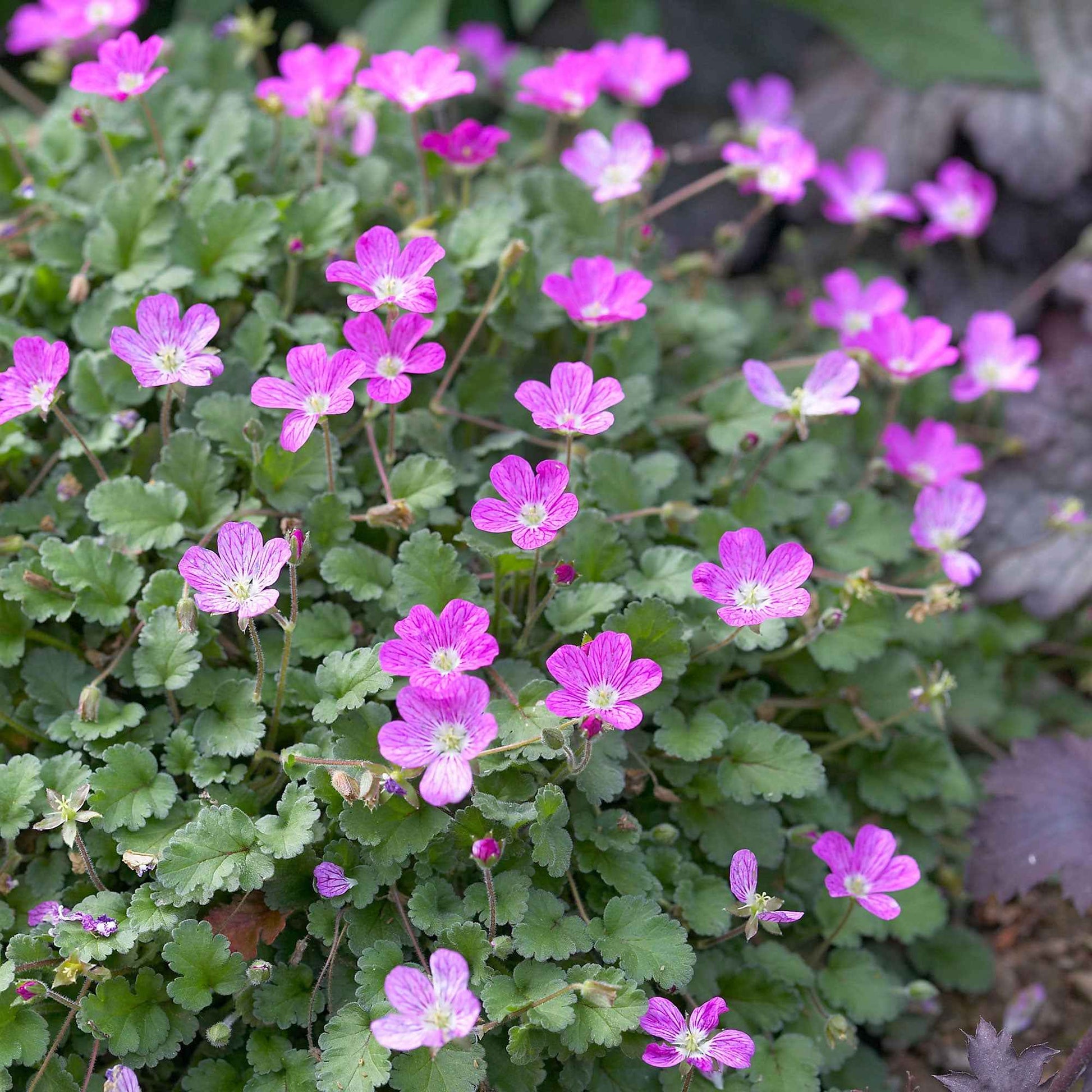 Erodium variabile Bishop's Form - Reiherschnabel 'Bishop's Form' - Stauden