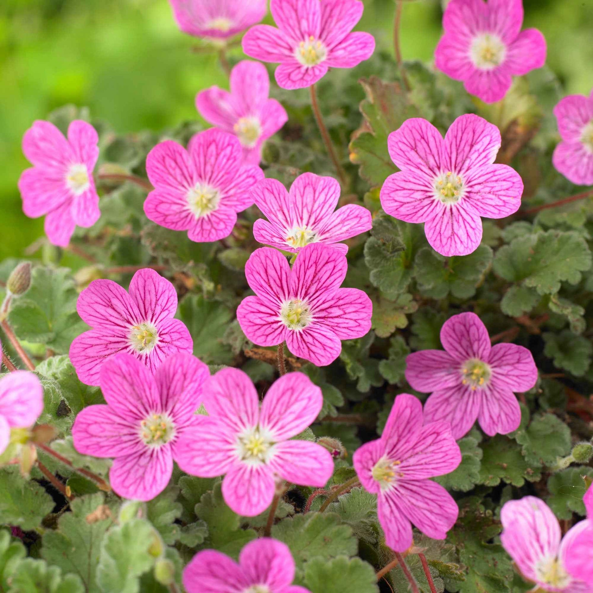 Stauden - Reiherschnabel 'Bishop's Form' - Erodium variabile Bishop's Form