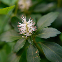 Dickmännchen ‘Green Carpet’ - Pachysandra terminalis Green Carpet - Bakker