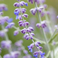 Blauraute 'Blue Spire' - Perovskia atriplicifolia blue spire - Bakker