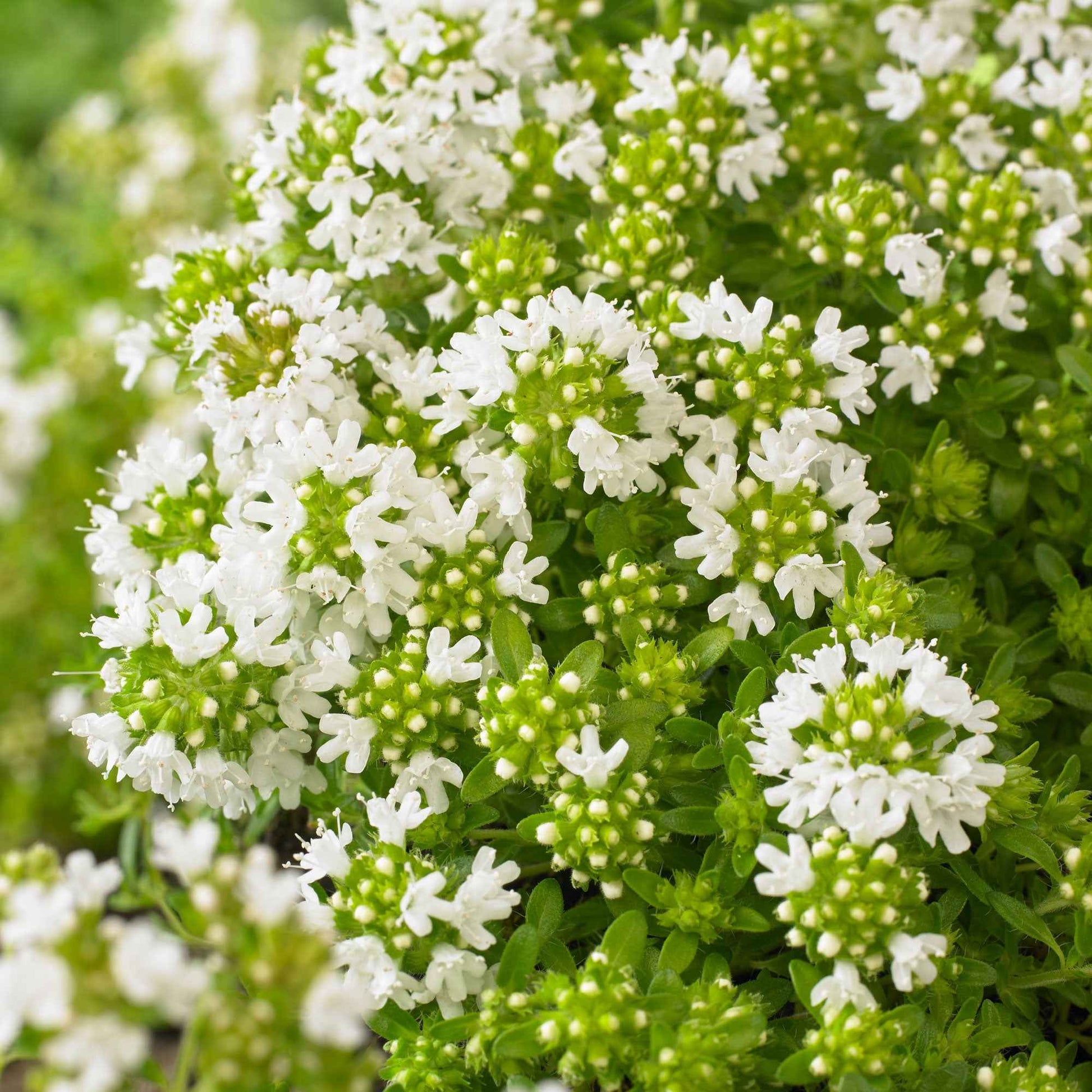 Frühblühender Thymian weiß - Bakker