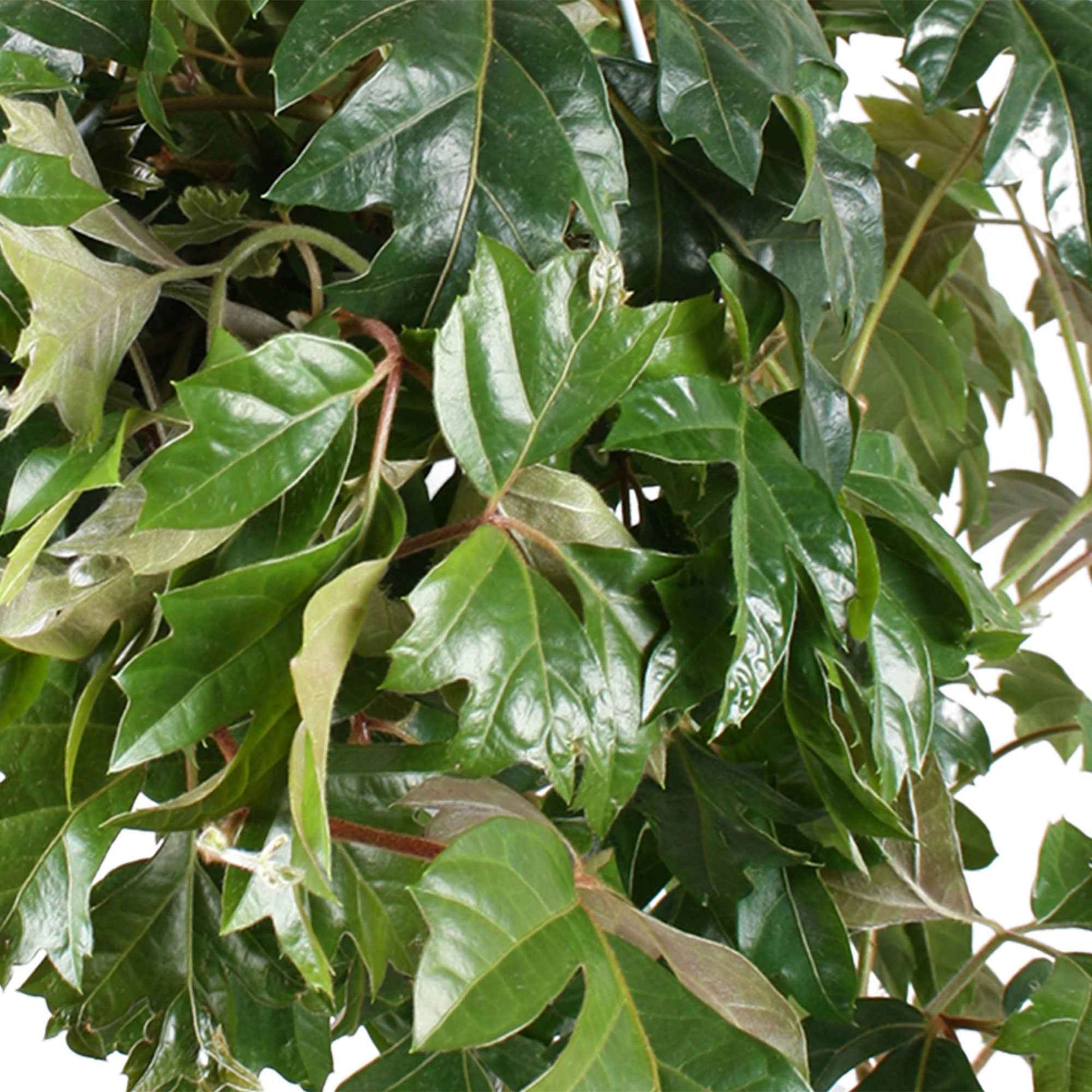 Cissus ellen danica - Zimmerrebe 'Ellen Danica' - Grüne Zimmerpflanzen