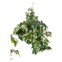 Grüne Zimmerpflanzen - Zimmerrebe 'Ellen Danica' - Cissus ellen danica