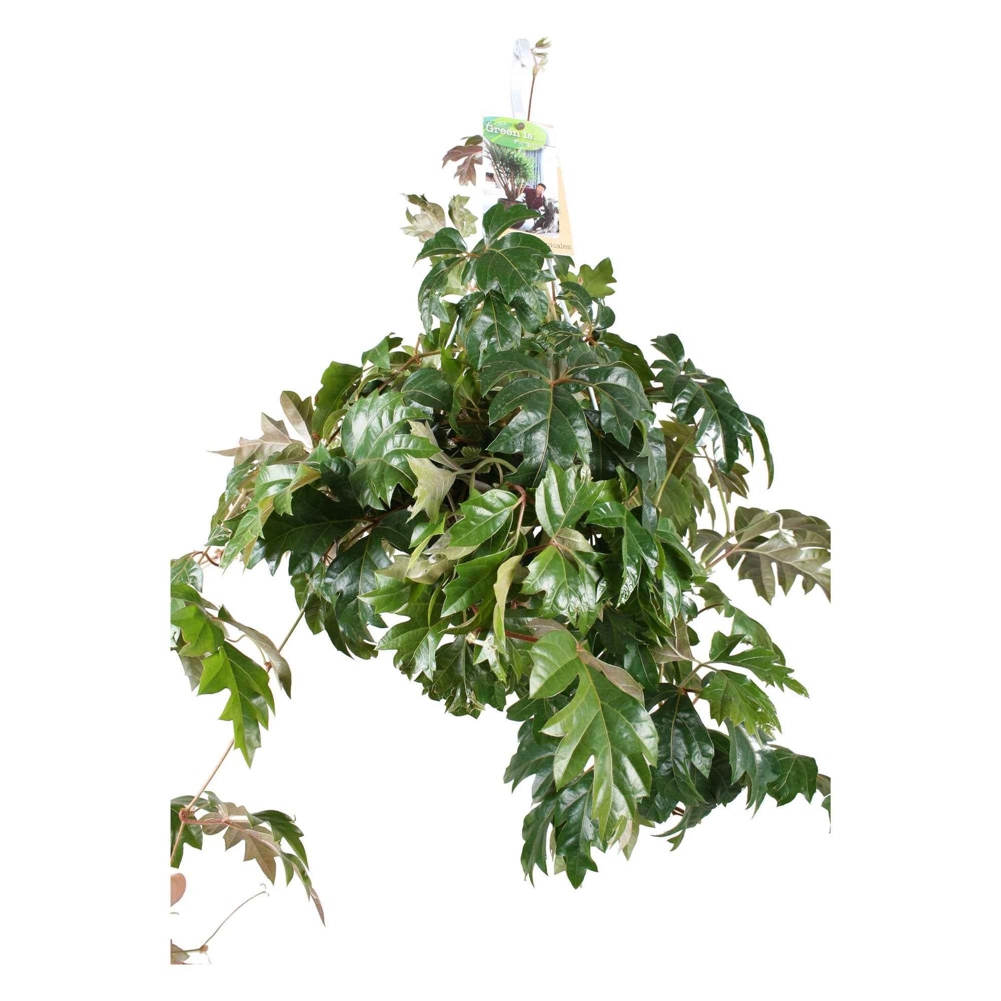 Grüne Zimmerpflanzen - Zimmerrebe 'Ellen Danica' - Cissus ellen danica
