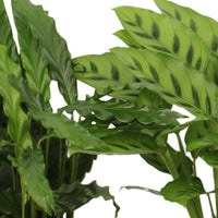Calathea 'eldergrass', 'blue grass', 'leopardina', 'mauiqueen' - Calathea Mischung (x4) - Zimmerpflanzen mit Übertopf