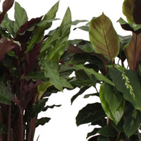 Calathea Mischung (x4) - Calathea 'eldergrass', 'blue grass', 'leopardina', 'mauiqueen' - Bakker