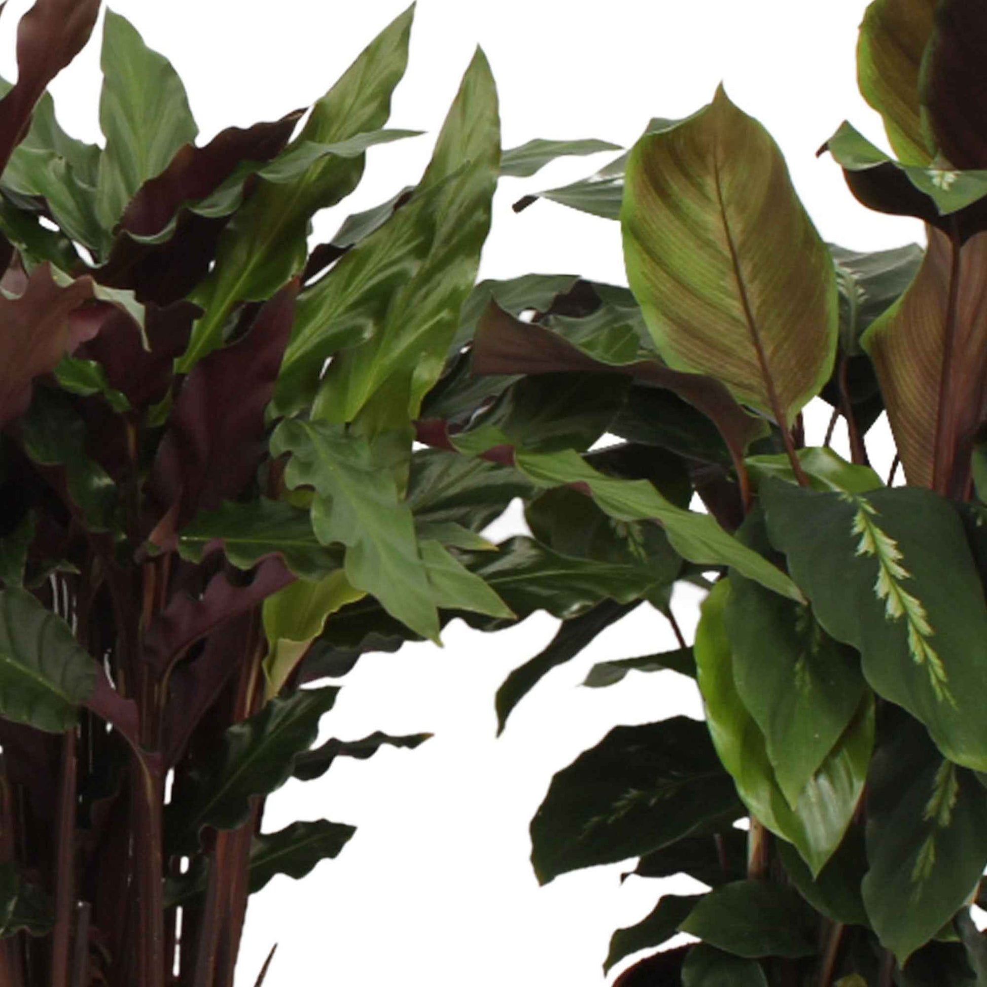 Calathea Mischung (x4) - Calathea 'eldergrass', 'blue grass', 'leopardina', 'mauiqueen' - Bakker