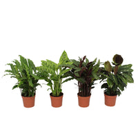 Zimmerpflanzen mit Übertopf - Calathea Mischung (x4) - Calathea 'eldergrass', 'blue grass', 'leopardina', 'mauiqueen'