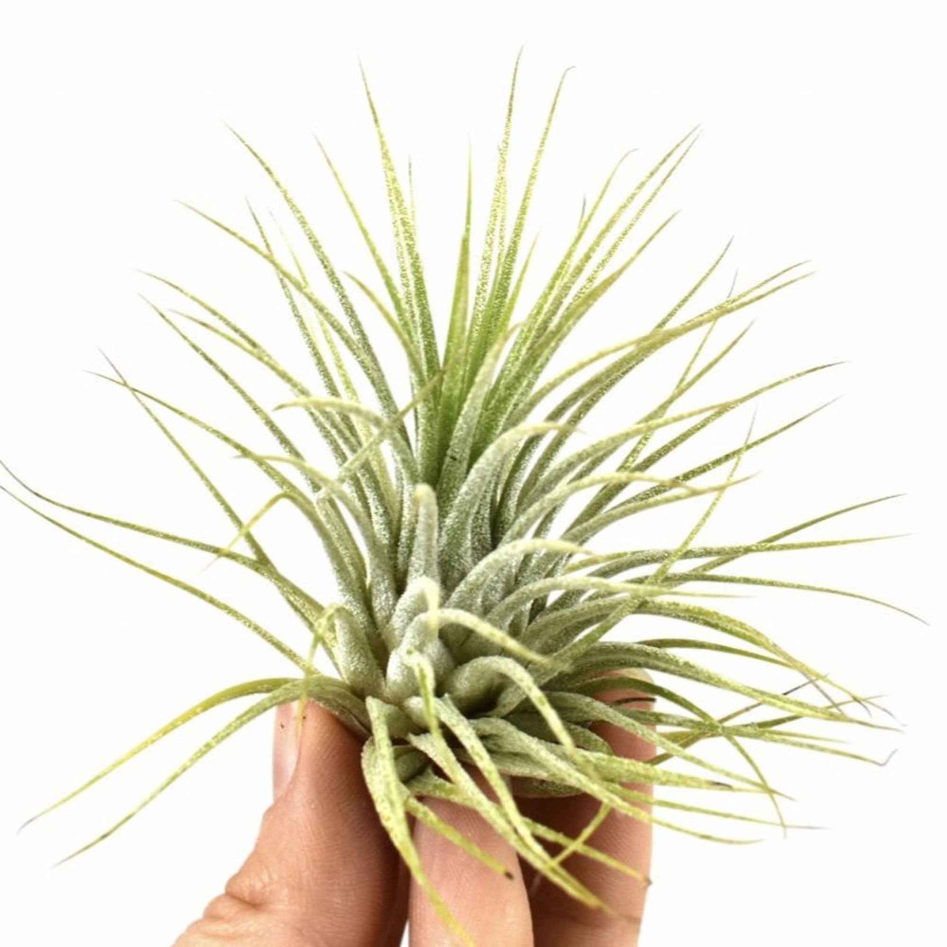 Tillandsia ionantha ‘Druid’ - Tillandsia ionantha druid - Bakker