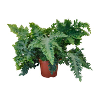 Phlebodium aureum 'Davana' - Blaufarn Phlebodium 'Davana' - Grüne Zimmerpflanzen