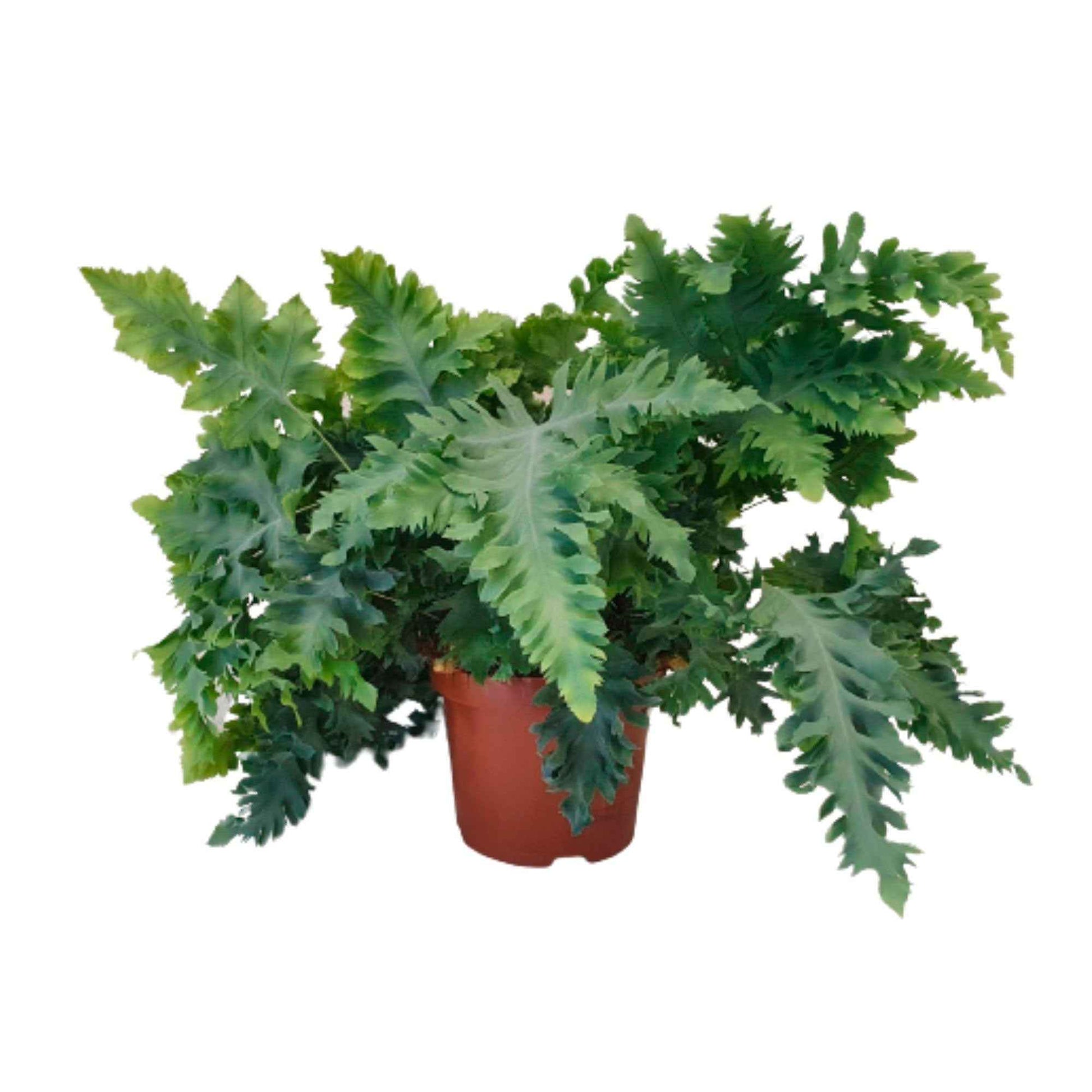 Phlebodium aureum 'Davana' - Blaufarn Phlebodium 'Davana' - Grüne Zimmerpflanzen