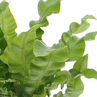 Nephrolepis Duffii, Monstera minima, Asplenium Crispy Wave - Bad-Zimmerpflanzen-Kollektion (x3) - Badezimmerpflanzen