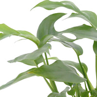 Badezimmerpflanzen - Bad-Zimmerpflanzen-Kollektion (x3) - Nephrolepis Duffii, Monstera minima, Asplenium Crispy Wave