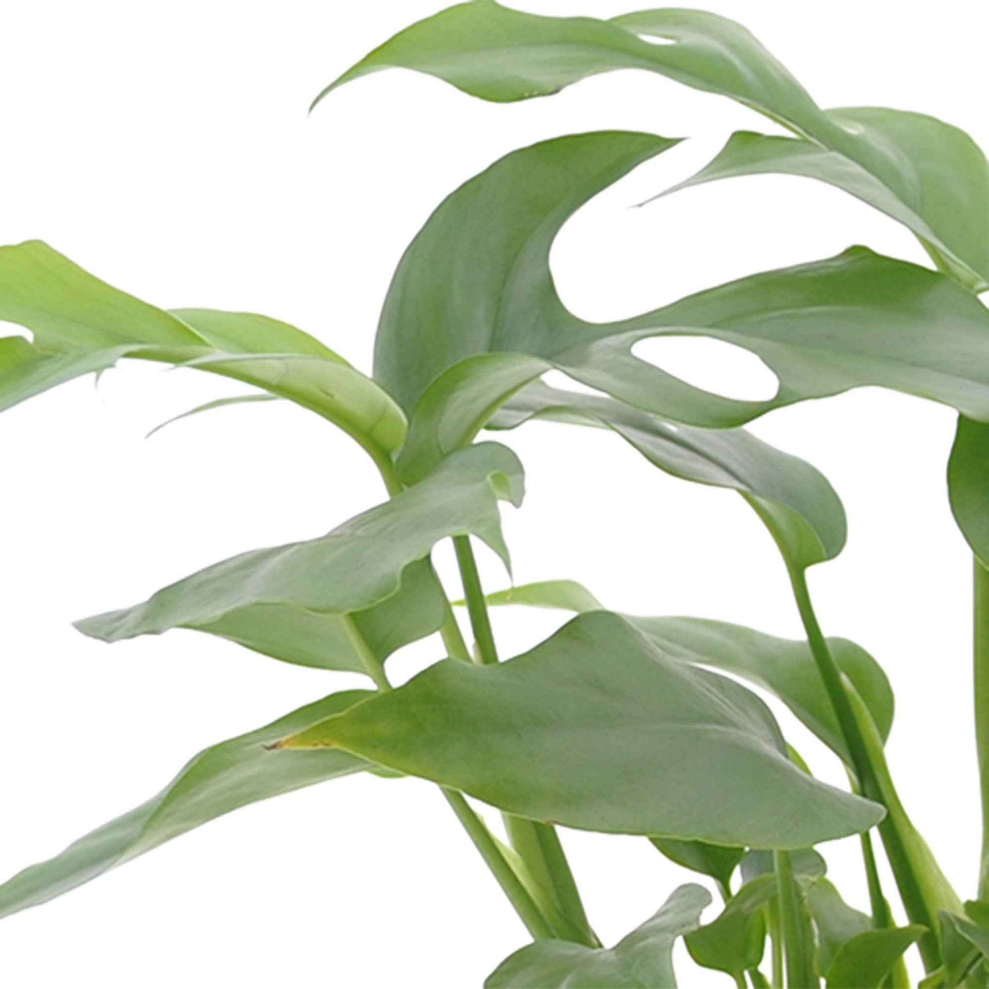 Badezimmerpflanzen - Bad-Zimmerpflanzen-Kollektion (x3) - Nephrolepis Duffii, Monstera minima, Asplenium Crispy Wave
