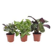 Zimmerpflanzen mit marmoriertem Laub (x3) - Ctenanthe burle marxii, ctenanthe amagris, syngonium pixie® - Bakker