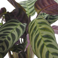Ctenanthe burle marxii, ctenanthe amagris, syngonium pixie® - Zimmerpflanzen mit marmoriertem Laub (x3) - Zimmerpflanzen mit grünen und weißen Blättern