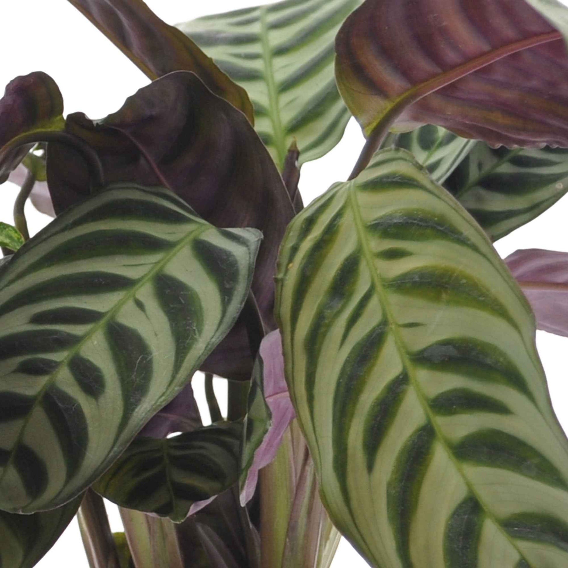 Ctenanthe burle marxii, ctenanthe amagris, syngonium pixie® - Zimmerpflanzen mit marmoriertem Laub (x3) - Zimmerpflanzen mit grünen und weißen Blättern