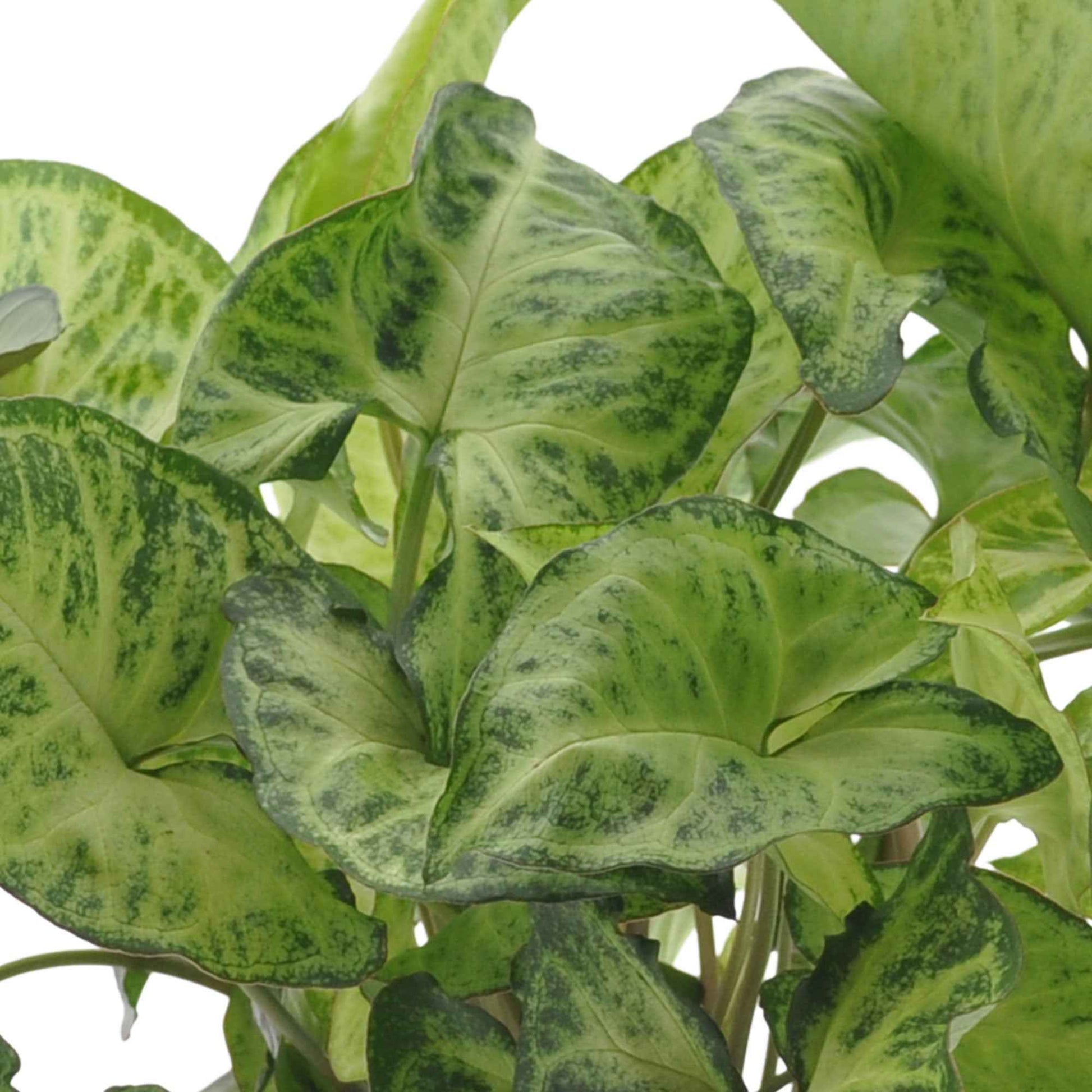 Zimmerpflanzen mit grünen und weißen Blättern - Zimmerpflanzen mit marmoriertem Laub (x3) - Ctenanthe burle marxii, ctenanthe amagris, syngonium pixie®