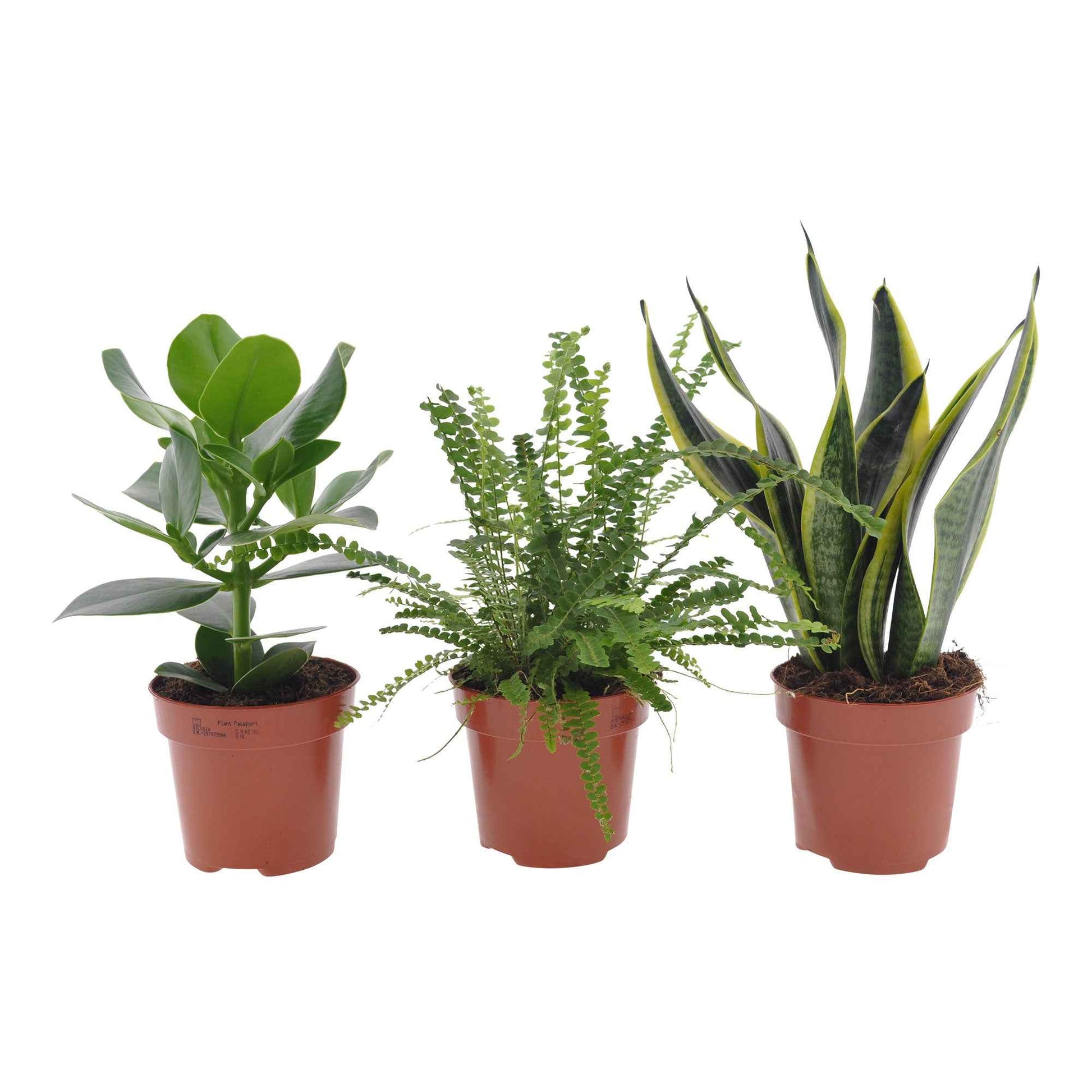 Zimmerpflanzen-Set für kleine Räume (x3) - Clusia rosea princess,  nephrolepis duffi, sansevieria - Bakker