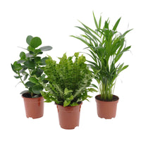 Luftreinigende Zimmerpflanzen Mischung (x3) - Clusia, Asplenium 'Crispy Wave', Dypsis - Bakker