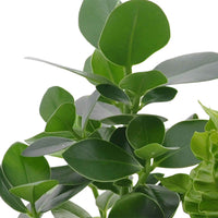 Clusia, Asplenium 'Crispy Wave', Dypsis - Luftreinigende Zimmerpflanzen Mischung (x3) - Zimmerpflanzen