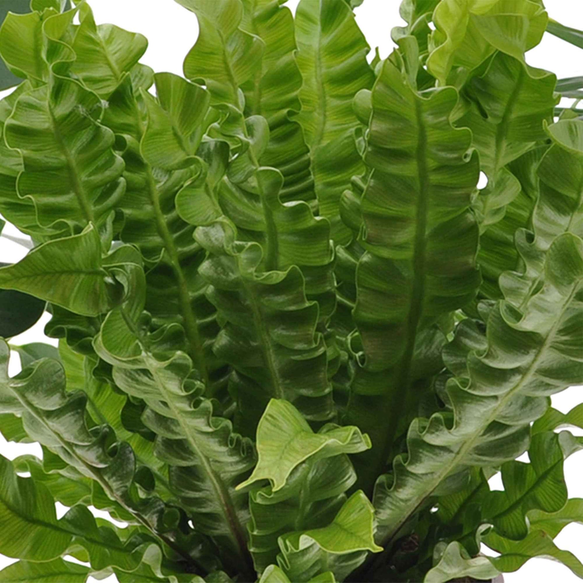 Zimmerpflanzen - Luftreinigende Zimmerpflanzen Mischung (x3) - Clusia, Asplenium 'Crispy Wave', Dypsis