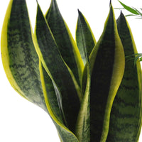  clusia, chamaedorea, ctenanthe burle marxii, sansevieria - Pflegeleichte Zimmerpflanzen Mischung (x4) - Sets von Zimmerpflanzen