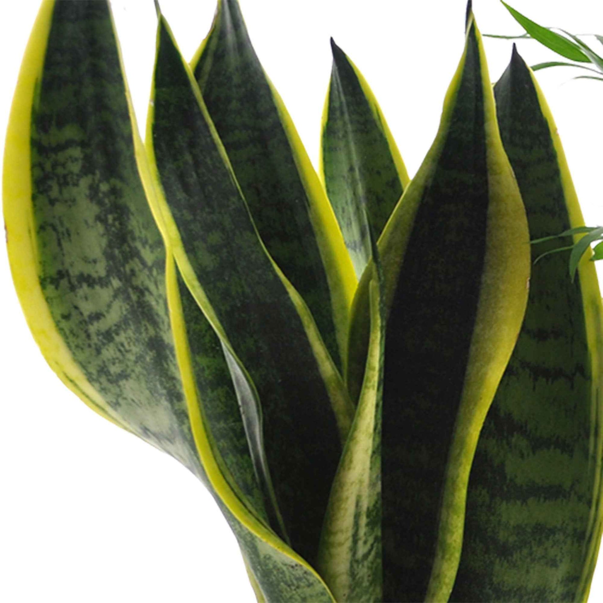  clusia, chamaedorea, ctenanthe burle marxii, sansevieria - Pflegeleichte Zimmerpflanzen Mischung (x4) - Sets von Zimmerpflanzen