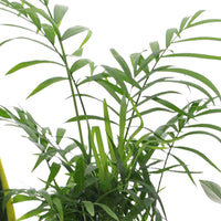 Sets von Zimmerpflanzen - Pflegeleichte Zimmerpflanzen Mischung (x4) -  clusia, chamaedorea, ctenanthe burle marxii, sansevieria