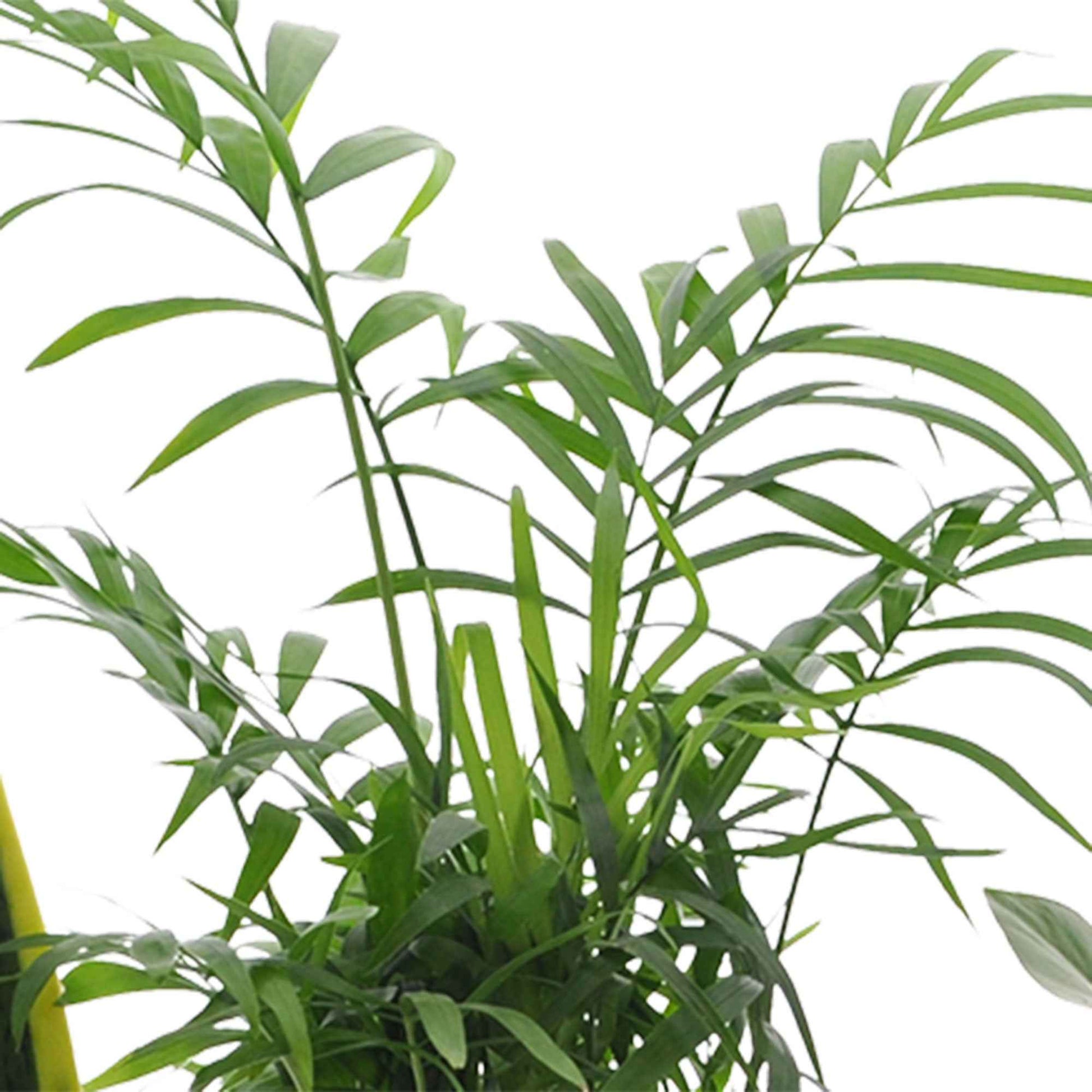 Sets von Zimmerpflanzen - Pflegeleichte Zimmerpflanzen Mischung (x4) -  clusia, chamaedorea, ctenanthe burle marxii, sansevieria