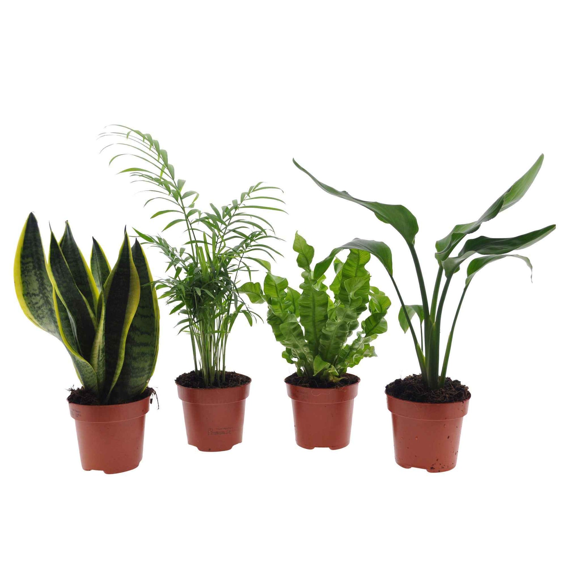 Grüne Zimmerpflanzen-Kollektion (x4) -  strelitzia, chamaedorea, asplenium crispy wave, sansevieria - Bakker