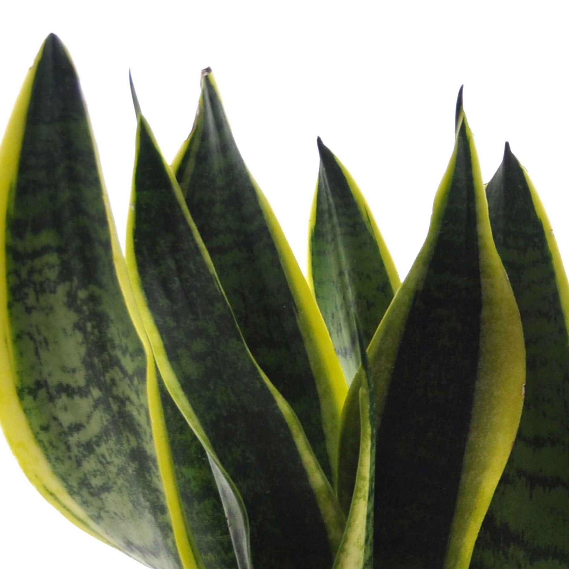  strelitzia, chamaedorea, asplenium crispy wave, sansevieria - Grüne Zimmerpflanzen-Kollektion (x4) - Zusammenstellungen von Zimmerpflanzen