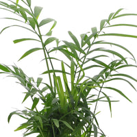 Zusammenstellungen von Zimmerpflanzen - Grüne Zimmerpflanzen-Kollektion (x4) -  strelitzia, chamaedorea, asplenium crispy wave, sansevieria