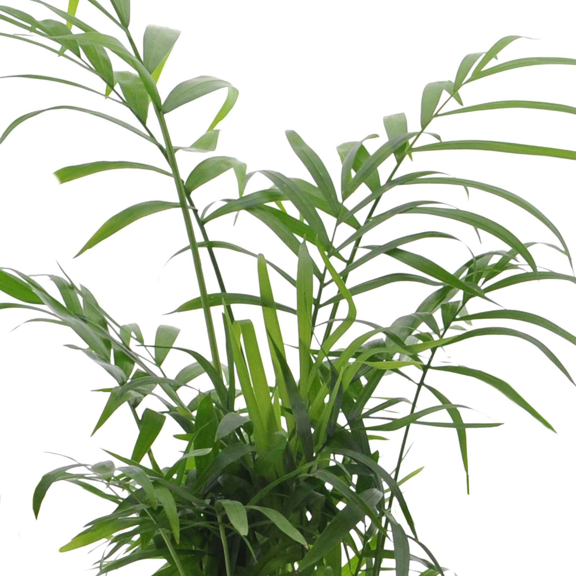 Zusammenstellungen von Zimmerpflanzen - Grüne Zimmerpflanzen-Kollektion (x4) -  strelitzia, chamaedorea, asplenium crispy wave, sansevieria