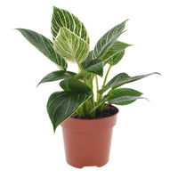 Verkauf Philodendron Monstera White Wave - Philodendron white wave
