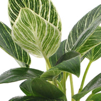 Verkauf Philodendron Monstera White Wave