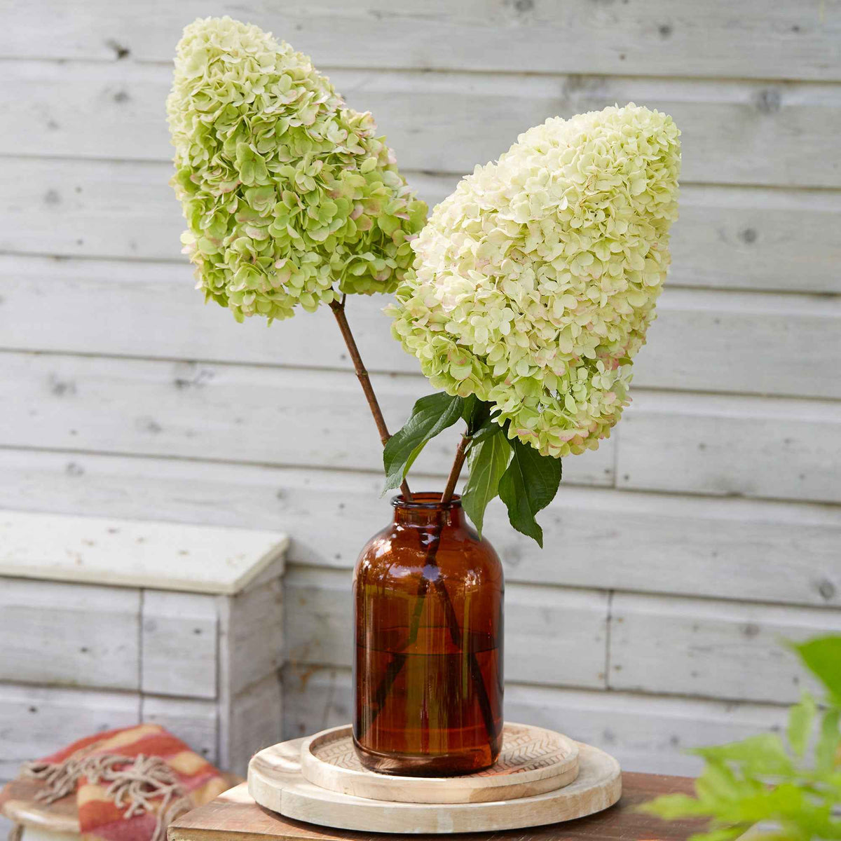Rispenhortensie 'Hercules' - Bakker