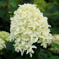 Rispenhortensie 'Skyfall' - Hydrangea paniculata skyfall - Bakker
