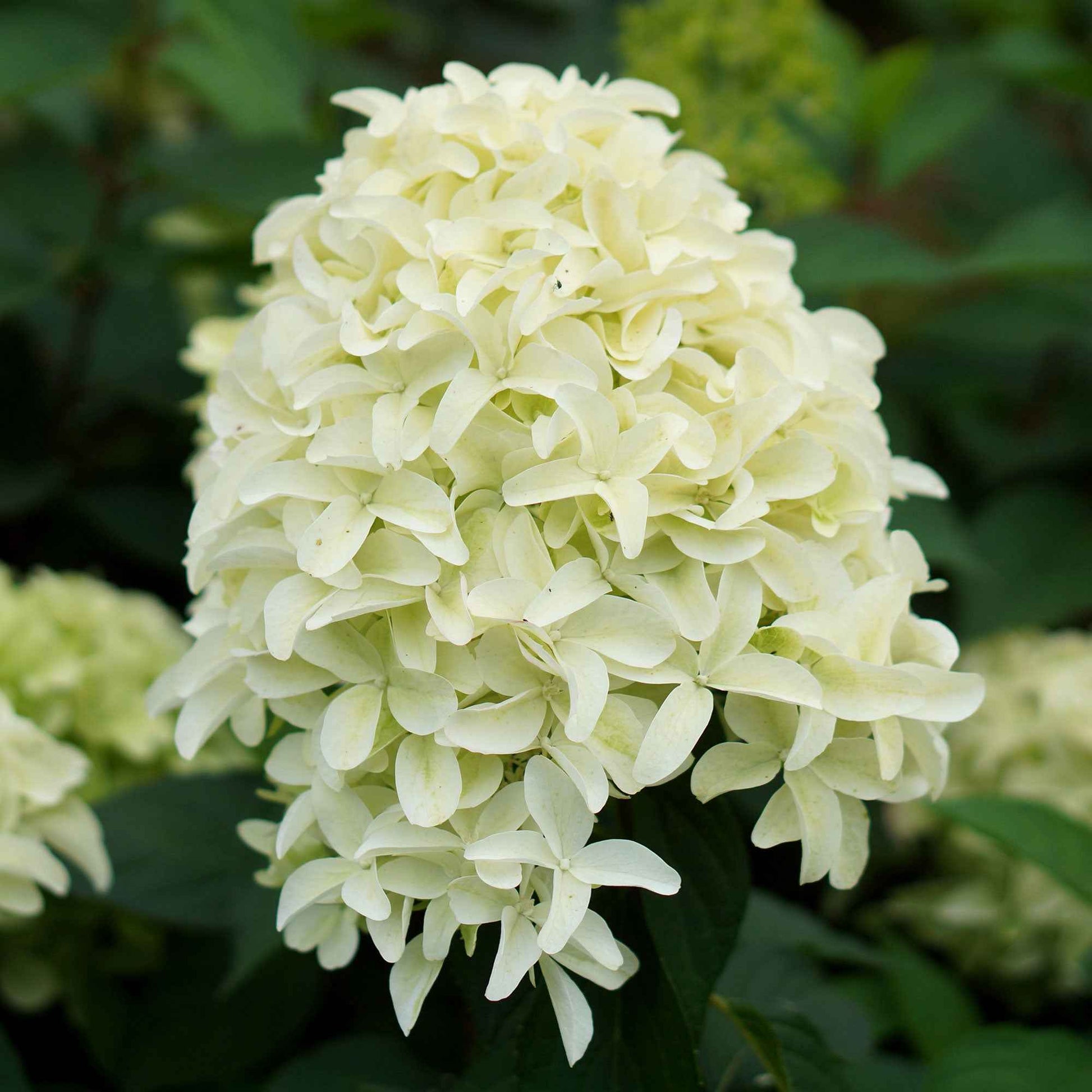Rispenhortensie 'Skyfall' - Hydrangea paniculata skyfall - Bakker