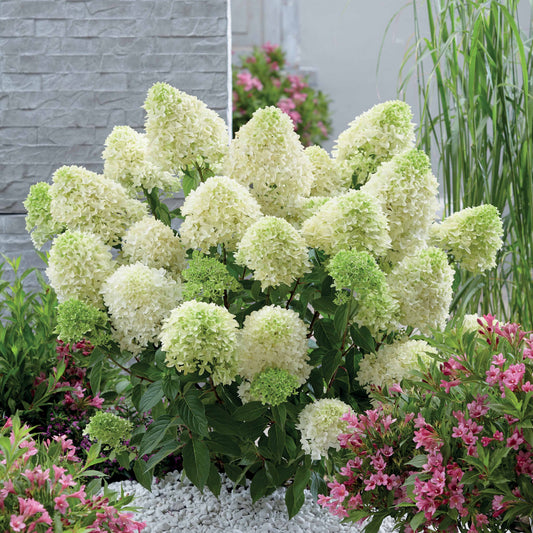 Rispenhortensie 'Skyfall' - Bakker