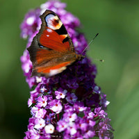Sommerflieder 'Berries & Cream' - Buddleja davidii 'berries and cream' - Bakker