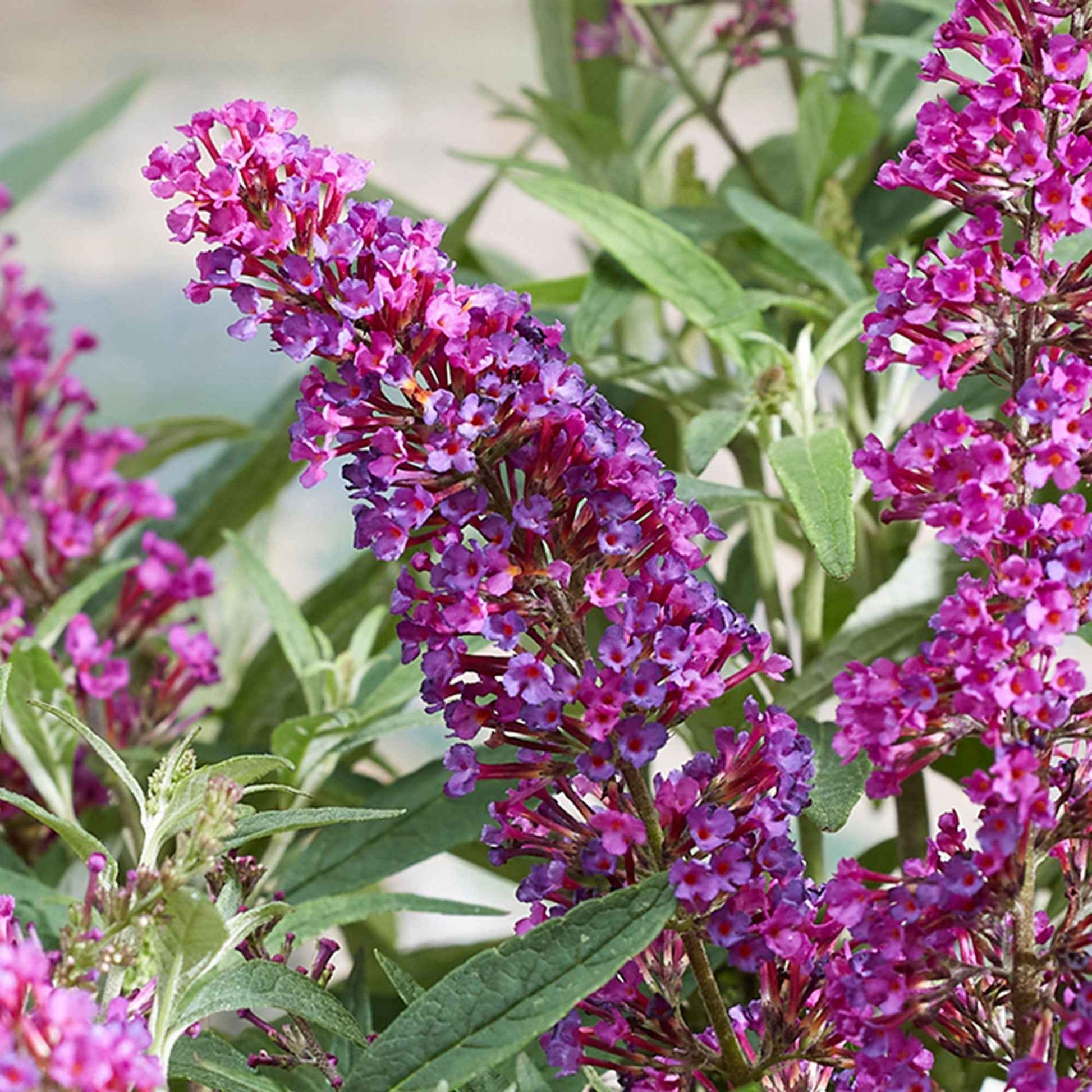 Schmetterlingsflieder 'Butterfly Towers' - Buddleja davidii 'butterfly towers' - Bakker