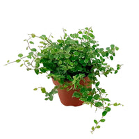 Grüne Zimmerpflanzen - Kletterfeige 'White Sunny' - Ficus pumila white sunny