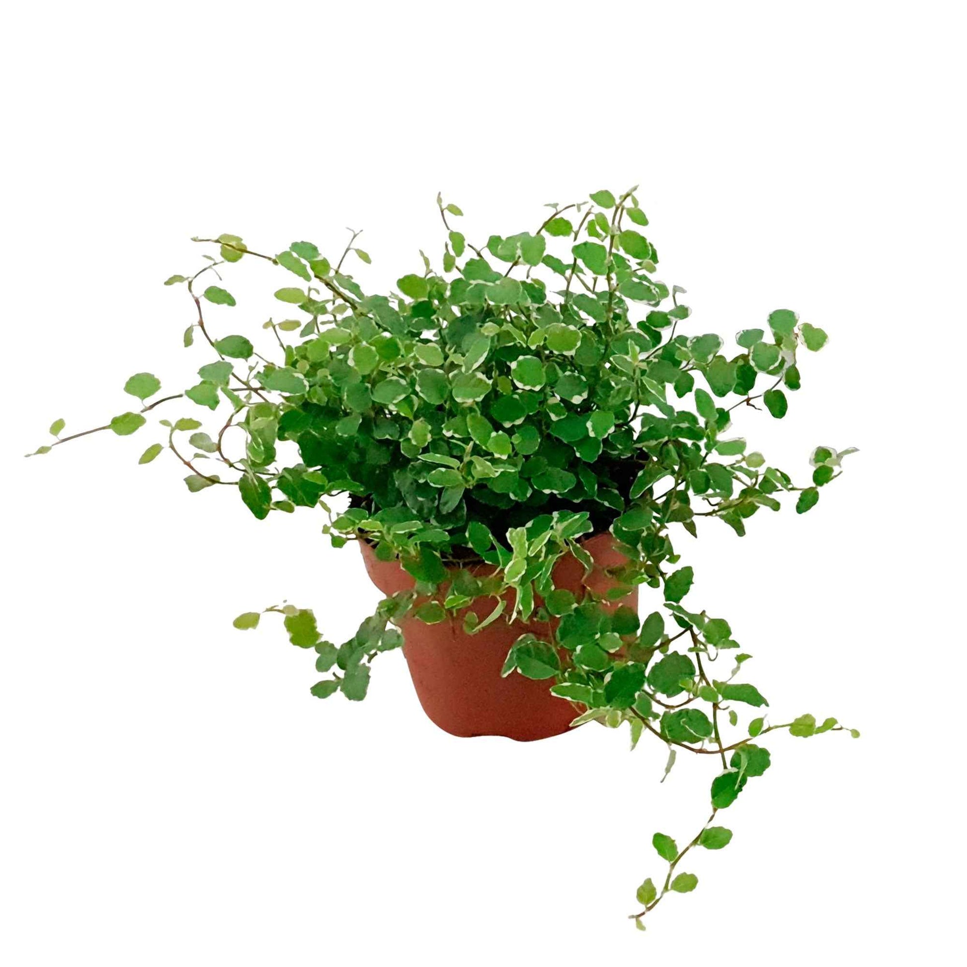 Grüne Zimmerpflanzen - Kletterfeige 'White Sunny' - Ficus pumila white sunny