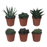 Haworthia Mischung - Bakker